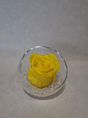 Rose éternelle jaune boule