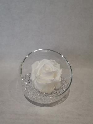 Rose éternelle blanc boule